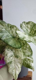 Alocasia odora batik variegata, Huis en Inrichting, Kamerplanten, Ophalen of Verzenden