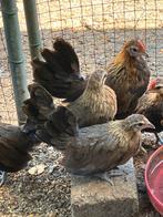 Jonge patrijskleurige Hollandse krielen, Dieren en Toebehoren, Pluimvee, Meerdere dieren, Kip