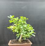 Zomereik pre bonsai, Tuin en Terras, Planten | Bomen, In pot, Lente, Minder dan 100 cm, Overige soorten