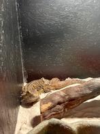 Baardagame vrouw / Pogona vitticeps, Hagedis, Tam, 3 tot 6 jaar
