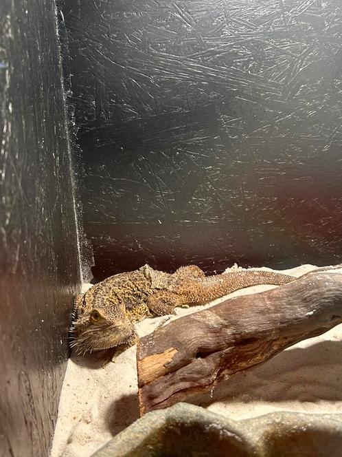 Baardagame vrouw / Pogona vitticeps, Dieren en Toebehoren, Reptielen en Amfibieën, Hagedis, 3 tot 6 jaar, Tam