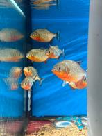 Wildvang roodbuik piranha - pygocentrus nattereri, Vis, Zoetwatervis