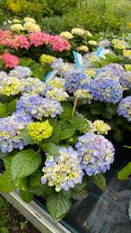 Bloeiende Boeren hortensia’s ideaal voor in pot, Tuin en Terras, Planten | Tuinplanten, Ophalen, Zomer, Overige soorten, Halfschaduw