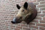 Prachige opgezette wilde zwijnenkop, Verzamelen, Dierenverzamelingen, Ophalen of Verzenden, Zo goed als nieuw, Wild dier, Opgezet dier