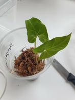 Syngonium Albo Variegata stek plantje geworteld stekje, Huis en Inrichting, Kamerplanten, Ophalen of Verzenden, Overige soorten