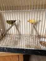 Kanaries, Dieren en Toebehoren, Vogels | Kanaries, Mannelijk, Kleurkanarie