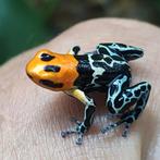 Ranitomeya fantastica 'Monte cristo', Dieren en Toebehoren, Amfibie, 0 tot 2 jaar