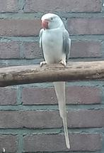 Mooie Grijs Witkop Witstaart pop 2024
Met DNA, Vrouwelijk, Parkiet