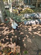 Diverse duiven, Meerdere dieren, Tropenvogel