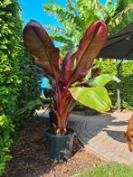 Rode bananenplant (Ensete vitricosem maurelli), Tuin en Terras, Planten | Tuinplanten, Ophalen, Overige soorten