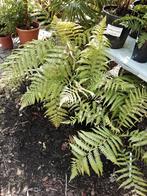 Dicksonia antarctica, Vaste plant, Varens, Ophalen of Verzenden, Halfschaduw