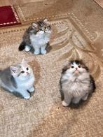 BKH Katten Met Stamboom, Dieren en Toebehoren, Katten en Kittens | Raskatten | Korthaar, Meerdere dieren, Gechipt, 0 tot 2 jaar