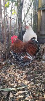 Cochin Haantje.Rood porselein., Dieren en Toebehoren, Pluimvee, Mannelijk, Kip