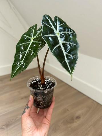 Alocasia Polly beschikbaar voor biedingen