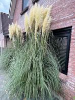 Pampasgras Pluimen - Siergras voor de Tuin, Ophalen, Volle zon, Vaste plant, Siergrassen