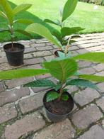 Loquat Japanse wolmispel neffel nispero Eriobotrya japonica., Minder dan 100 cm, Overige soorten, Volle zon, Ophalen of Verzenden