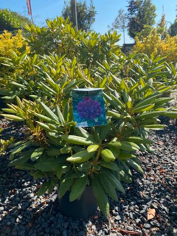 Rhododendron beschikbaar voor biedingen