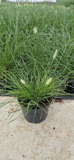 Pennisetum little bunny, Tuin en Terras, Planten | Tuinplanten, Ophalen, Zomer, Overige soorten, Volle zon