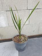 Butia capitata var. odorata 2, Tuin en Terras, Ophalen, Zomer, Overige soorten, Volle zon