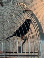 Twatwa repman geringd 2024, Dieren en Toebehoren, Vogels | Overige Vogels, Mannelijk, Geringd