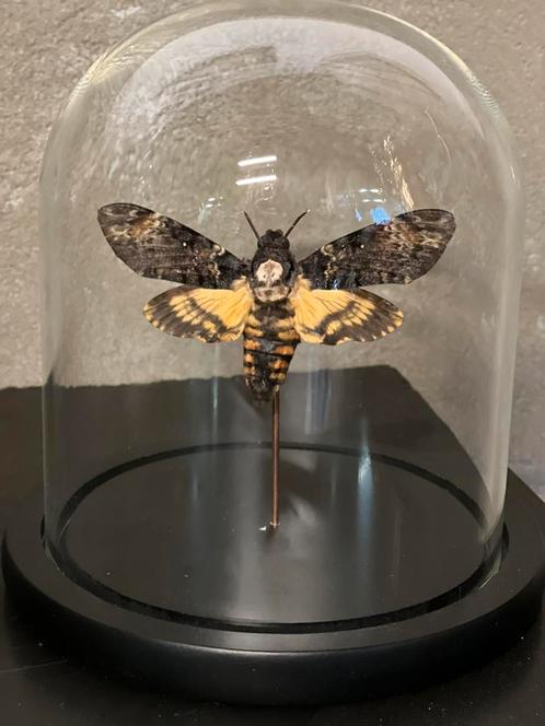 Prachtige Doodshoofd Vlinder in stolp, mooie tekening, Verzamelen, Dierenverzamelingen, Nieuw, Opgezet dier, Insect, Ophalen of Verzenden