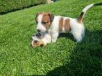 Jack russell pups ruwhaar /broken, Dieren en Toebehoren, Honden | Jack Russells en Terriërs, Jack Russell Terriër, Meerdere, Meerdere dieren