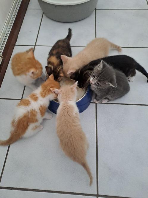 Makke speelse kittens, Dieren en Toebehoren, Katten en Kittens | Overige Katten, Kortharig, Meerdere dieren, 0 tot 2 jaar