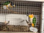 2x Bewezen koppel zwartkop caiques, Dieren en Toebehoren, Vogels | Parkieten en Papegaaien, Meerdere dieren, Papegaai