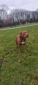 Bully xl Dekreu, Dieren en Toebehoren, Honden | Dekreuen, Reu, 1 tot 2 jaar, Parvo, Eén hond