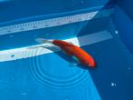 Kohaku 30CM Sakai Fish Farm Bloedlijn, Dieren en Toebehoren, Vissen | Vijvervissen, Karper of Koi