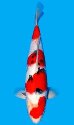 Hq sanke TAMAURA koifarm nieuwe koi bij Heeschkoi, Karper of Koi