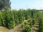 coniferen Thuja brabant tot 300cm hoog met kluit, Ophalen, Conifeer, 100 tot 250 cm