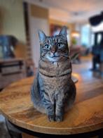 2 poezenzusters zoeken gouden thuis., Dieren en Toebehoren, Poes, Kortharig, 3 tot 5 jaar