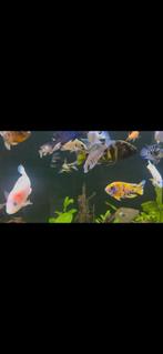 Malawi cichliden, Dieren en Toebehoren, Vis