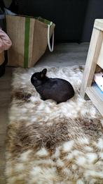Konijn, Dieren en Toebehoren, Kooi, Zo goed als nieuw, Konijn, Ophalen