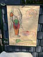 Schoolplaat Rivierkreeft m illustraties, Antiek en Kunst, Ophalen of Verzenden, Natuur en Biologie