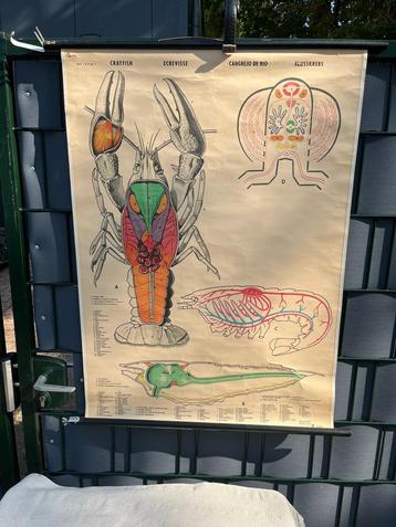 Schoolplaat Rivierkreeft m illustraties beschikbaar voor biedingen