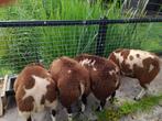 4 mooie dek bokken Te koop, Dieren en Toebehoren, Schapen, Geiten en Varkens, Mannelijk, Schaap, 0 tot 2 jaar