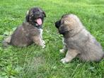 Sarplaninac x berghond pups, Particulier, Rabiës (hondsdolheid), Overige rassen, 8 tot 15 weken
