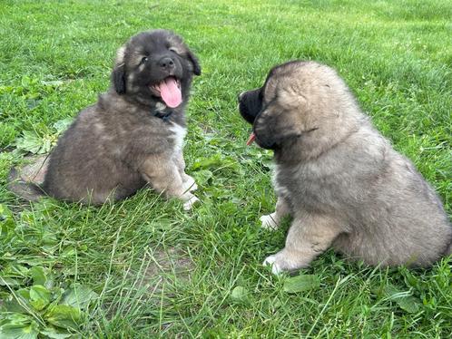 Sarplaninac x berghond pups, Dieren en Toebehoren, Honden | Herdershonden en Veedrijvers, Meerdere dieren, Overige rassen, Particulier