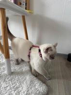 Raszuivere Britse korthaar blue point, Poes, Gechipt, 0 tot 2 jaar