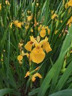 gele lis, planten knollen biologisch, Ophalen, Lente, Vaste plant, Vijverplanten