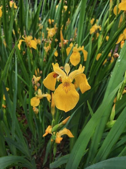 gele lis, planten knollen biologisch, Tuin en Terras, Planten | Tuinplanten, Vaste plant, Vijverplanten, Lente, Ophalen
