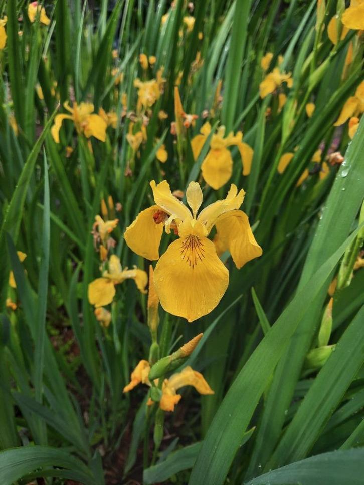 gele lis, planten knollen biologisch, Tuin en Terras, Planten | Tuinplanten, Vaste plant, Vijverplanten, Volle zon, Lente, Ophalen