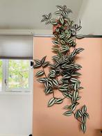 Tradescantia zebrina vaderplant stekjes, Ophalen, Overige soorten, Minder dan 100 cm