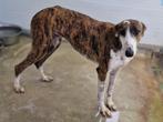 ACE: Zara is sociaal met kleine en grote honden!, Particulier, Rabiës (hondsdolheid), Galgo, 1 tot 2 jaar