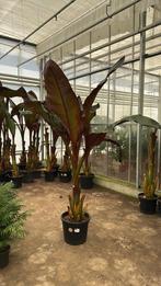 Ensette maurellii rode banaan pot 45cm 200cn, Ophalen, Zomer, Overige soorten, Volle zon