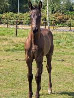 Gezocht: opfok hengstveulen regio Twente, Dieren en Toebehoren, Stalling en Weidegang, Weidegang, 1 paard of pony