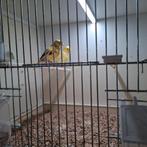 te koop kanaries, Dieren en Toebehoren, Vogels | Kanaries, Meerdere dieren, Kleurkanarie