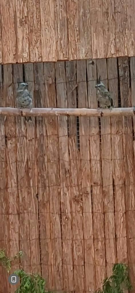 Te koop koppel groene kardinalen VERWAND OF RUILEN, Dieren en Toebehoren, Vogels | Overige Vogels